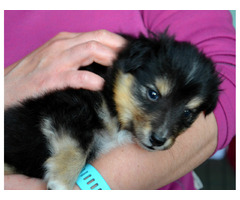 Sheltie , Owczarek Szetlandzki - śliczne suczki z rodowodem FCI - 2