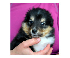 Sheltie , Owczarek Szetlandzki - śliczne suczki z rodowodem FCI - 3