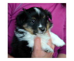 Sheltie , Owczarek Szetlandzki - śliczne suczki z rodowodem FCI - 4