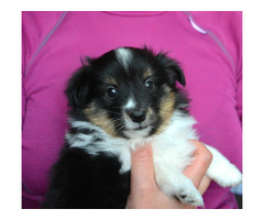 Sheltie , Owczarek Szetlandzki - śliczne suczki z rodowodem FCI - 5
