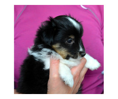 Sheltie , Owczarek Szetlandzki - śliczne suczki z rodowodem FCI - 6