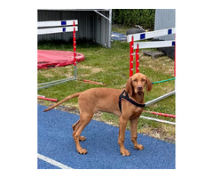 Wyżeł węgierski krótkowłosy rodowy ZKwP - 1