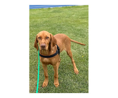 Wyżeł węgierski krótkowłosy rodowy ZKwP - 2