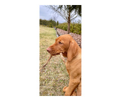 Wyżeł węgierski krótkowłosy rodowy ZKwP - 3