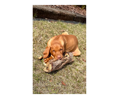 Wyżeł węgierski krótkowłosy rodowy ZKwP - 4