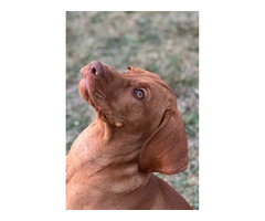 Wyżeł węgierski krótkowłosy rodowy ZKwP - 5