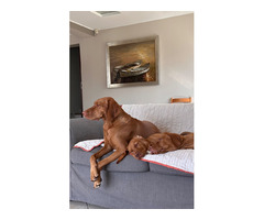 Wyżeł węgierski krótkowłosy rodowy ZKwP - 6