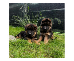 Owczarek niemiecki długowłosy - szczenięta FCI - 1