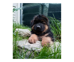 Owczarek niemiecki długowłosy - szczenięta FCI - 2