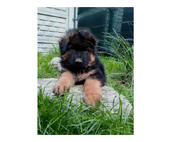 Owczarek niemiecki długowłosy - szczenięta FCI - 3