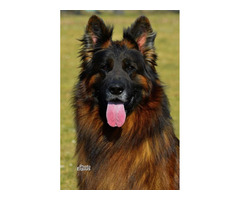 Owczarek niemiecki długowłosy - szczenięta FCI - 5