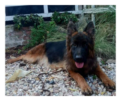 Owczarek niemiecki długowłosy - szczenięta FCI - 6