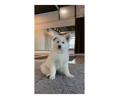 Biały Owczarek Szwajcarski długowłosy - 1