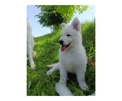 Biały Owczarek Szwajcarski długowłosy - 2