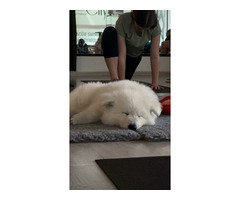 Biały Owczarek Szwajcarski długowłosy - 3