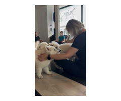 Biały Owczarek Szwajcarski długowłosy - 4