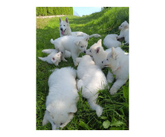 Biały Owczarek Szwajcarski długowłosy - 5