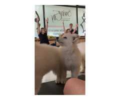 Biały Owczarek Szwajcarski długowłosy - 6