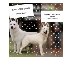 Biały Owczarek Szwajcarski długowłosy - 7