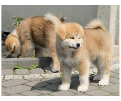 Akita inu Akita japońska FCI ZKWP po Championie - 1