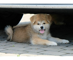 Akita inu Akita japońska FCI ZKWP po Championie - 2