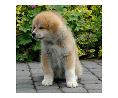 Akita inu Akita japońska FCI ZKWP po Championie - 3