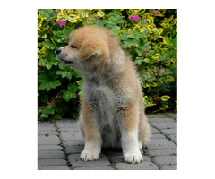 Akita inu Akita japońska FCI ZKWP po Championie - 4