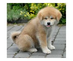 Akita inu Akita japońska FCI ZKWP po Championie - 5