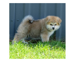 Akita inu Akita japońska FCI ZKWP po Championie - 6