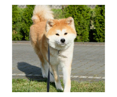 Akita inu Akita japońska FCI ZKWP po Championie - 7