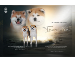 Akita inu Akita japońska FCI ZKWP po Championie - 8