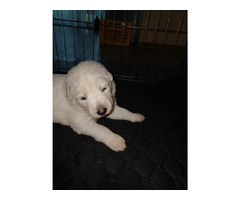 Biały Owczarek Szwajcarski - 1