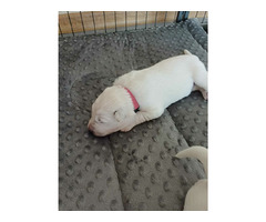 Biały Owczarek Szwajcarski - 2