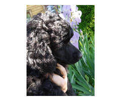 Pudel miniaturowy czarny ZKwP - 1