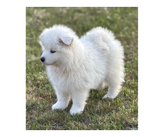 Szczenię z kilkupokoleniowym rodowodem - 1