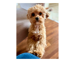 Piękny, Uroczy Maltipoo (reproduktor) — idealny towarzysz i mały miś! - 2