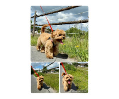 Piękny, Uroczy Maltipoo (reproduktor) — idealny towarzysz i mały miś! - 4