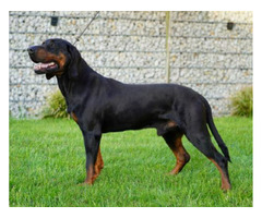 GOŃCZY POLSKI reproduktor polujący Champion Polski - 1