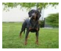 GOŃCZY POLSKI reproduktor polujący Champion Polski - 2