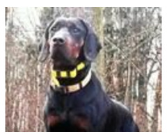 GOŃCZY POLSKI reproduktor polujący Champion Polski - 3