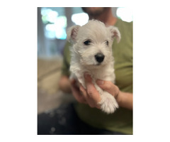 4szczeniaki -samce - 1