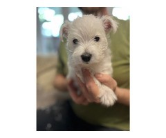 4szczeniaki -samce - 2