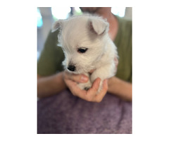 4szczeniaki -samce - 3