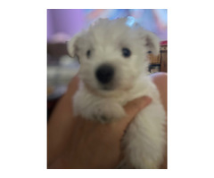 4szczeniaki -samce - 4