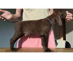 Wyżeł niemiecki krótkowłosy ZKwP/FCI - gotowe do odbioru! - 1