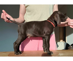 Wyżeł niemiecki krótkowłosy ZKwP/FCI - gotowe do odbioru! - 2