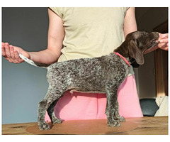 Wyżeł niemiecki krótkowłosy ZKwP/FCI - gotowe do odbioru! - 3