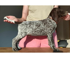 Wyżeł niemiecki krótkowłosy ZKwP/FCI - gotowe do odbioru! - 4