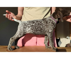 Wyżeł niemiecki krótkowłosy ZKwP/FCI - gotowe do odbioru! - 5