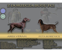 Wyżeł niemiecki krótkowłosy ZKwP/FCI - gotowe do odbioru! - 6